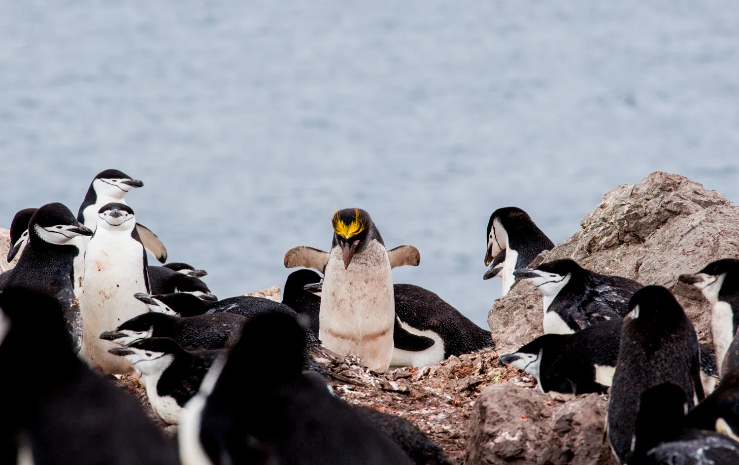 The chinstrap penguin colony on Half Moon Island has a single macaroni penguin. He comes back almost every year.