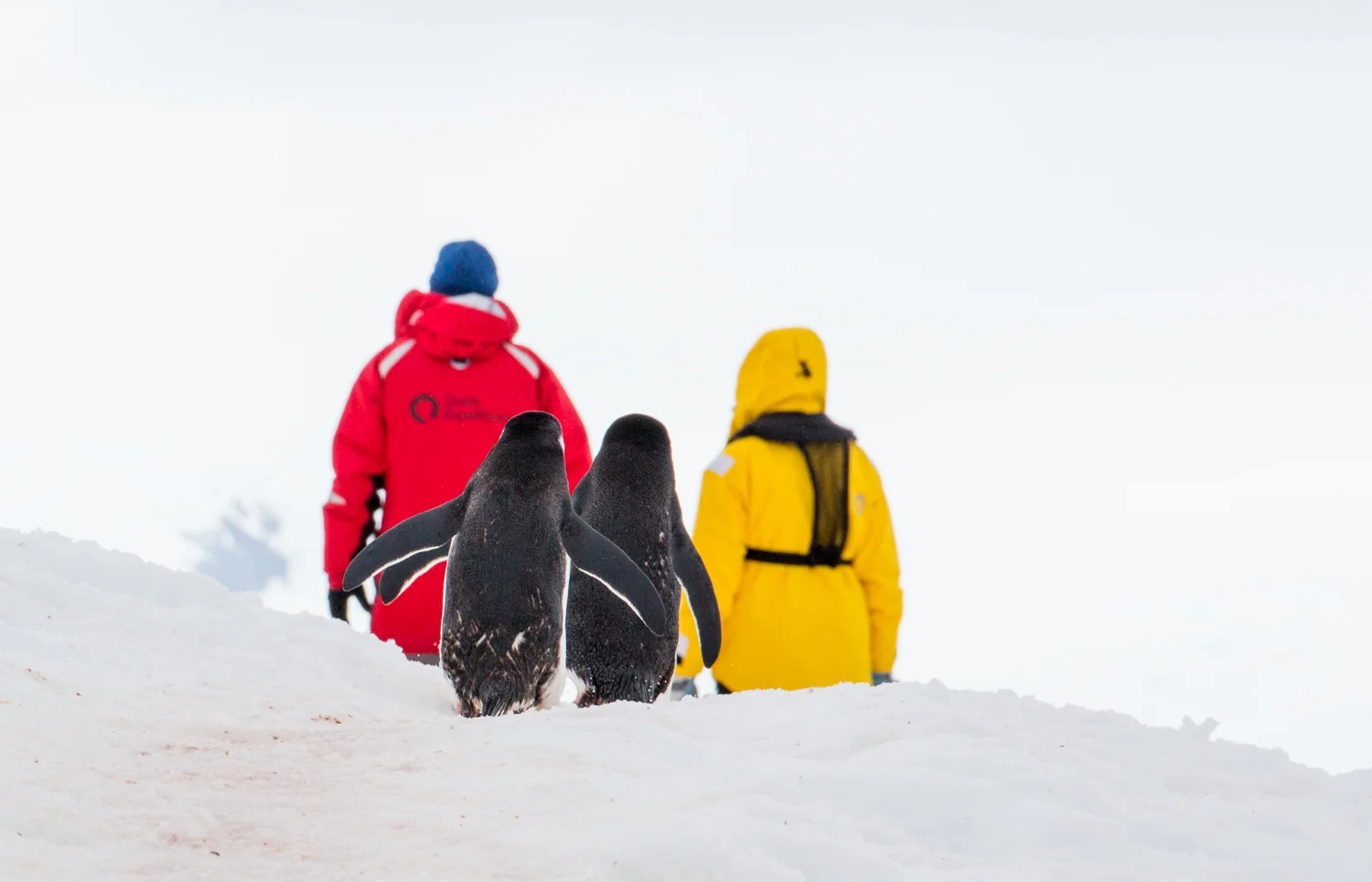 Penguin highway on Half Moon Island.