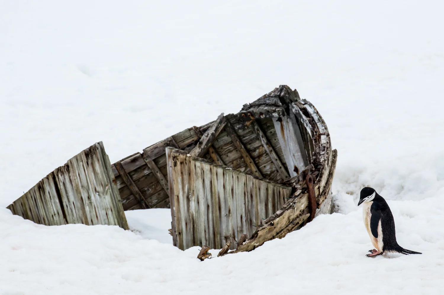 Wreck of an old whaling ship on Half Moon Island.