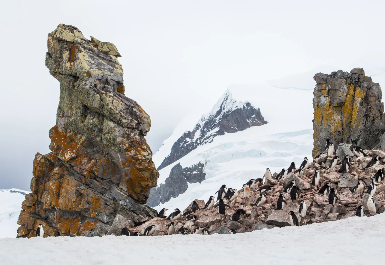 Chinstrap penguin colony on Half Moon Island, South Shetland Islands.