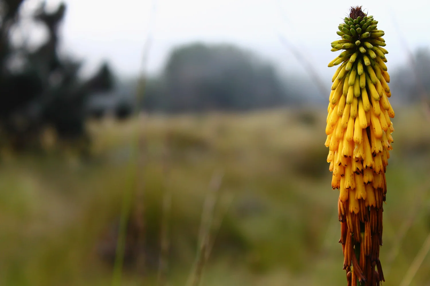 Red-hot poker plant on the way up Mount Kilimanjaro.