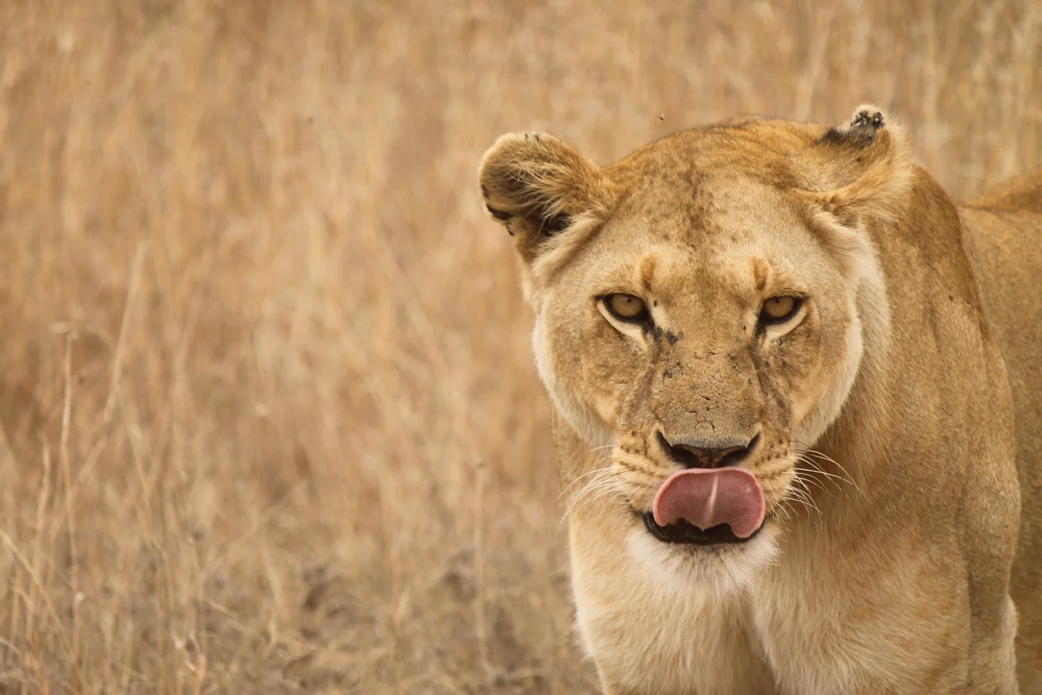 Lion in Serengeti National Park.