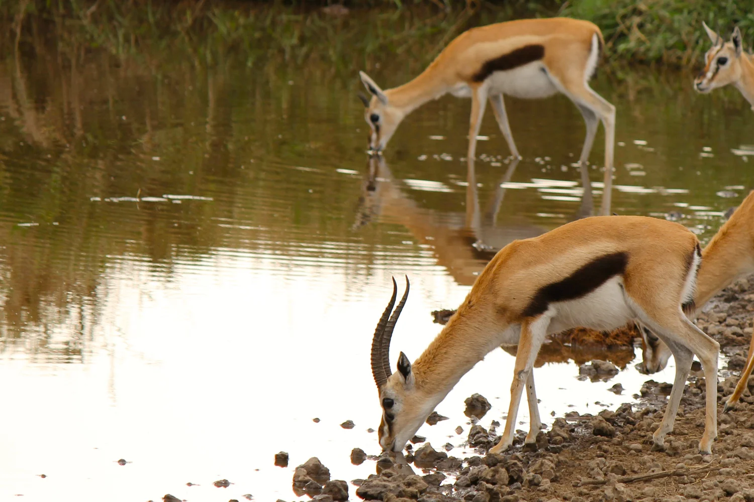 Thomson's gazelles at a water hole in Serengeti National Park.