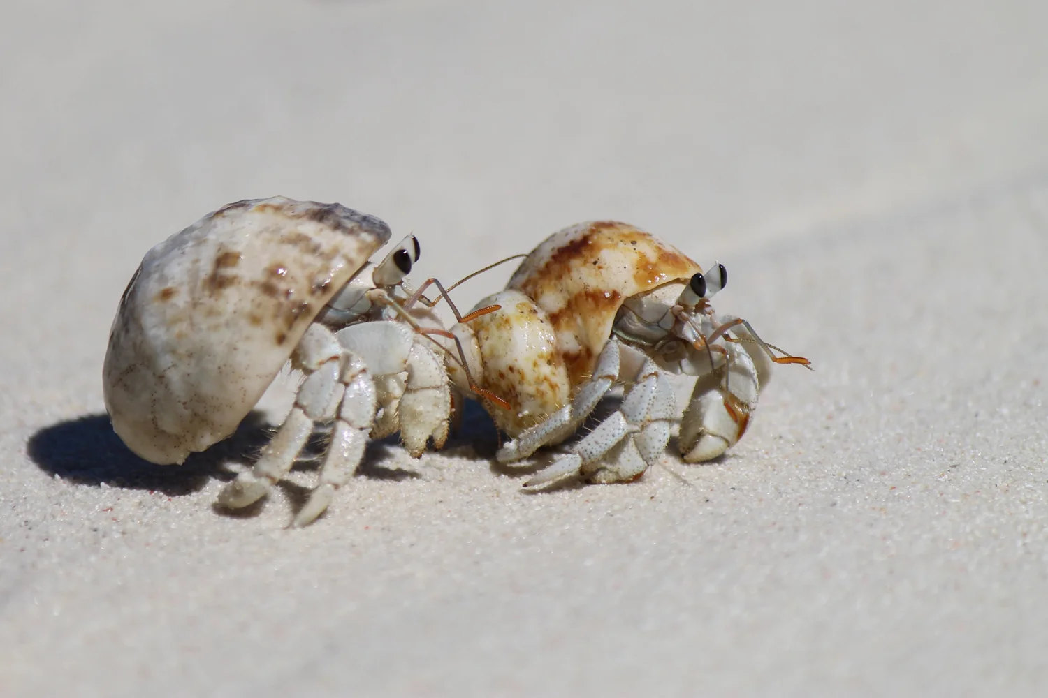 Hermit crabs on the beach on Chumbe Island near Zanzibar.