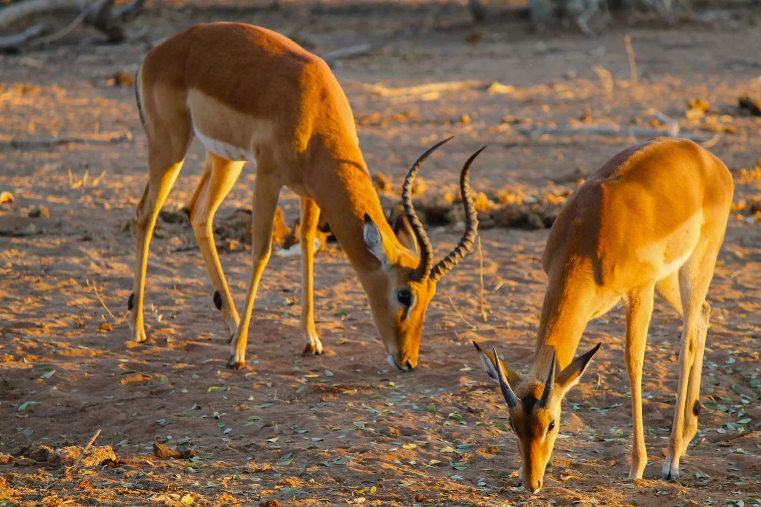 Impala in Chobe National Park.