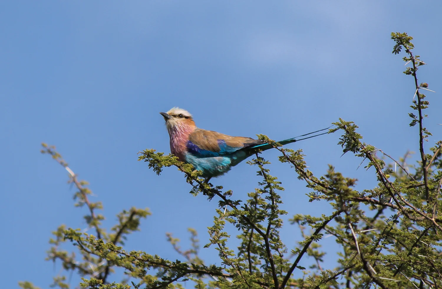 Lilac-breasted Roller in the Okavango Delta in Botswana.