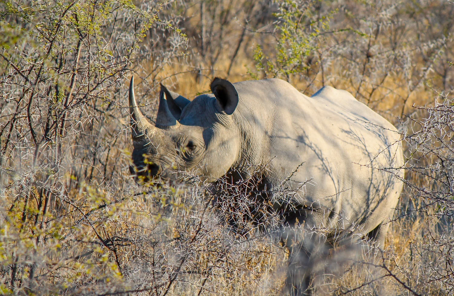 The rare black rhino in Etosha National Park.