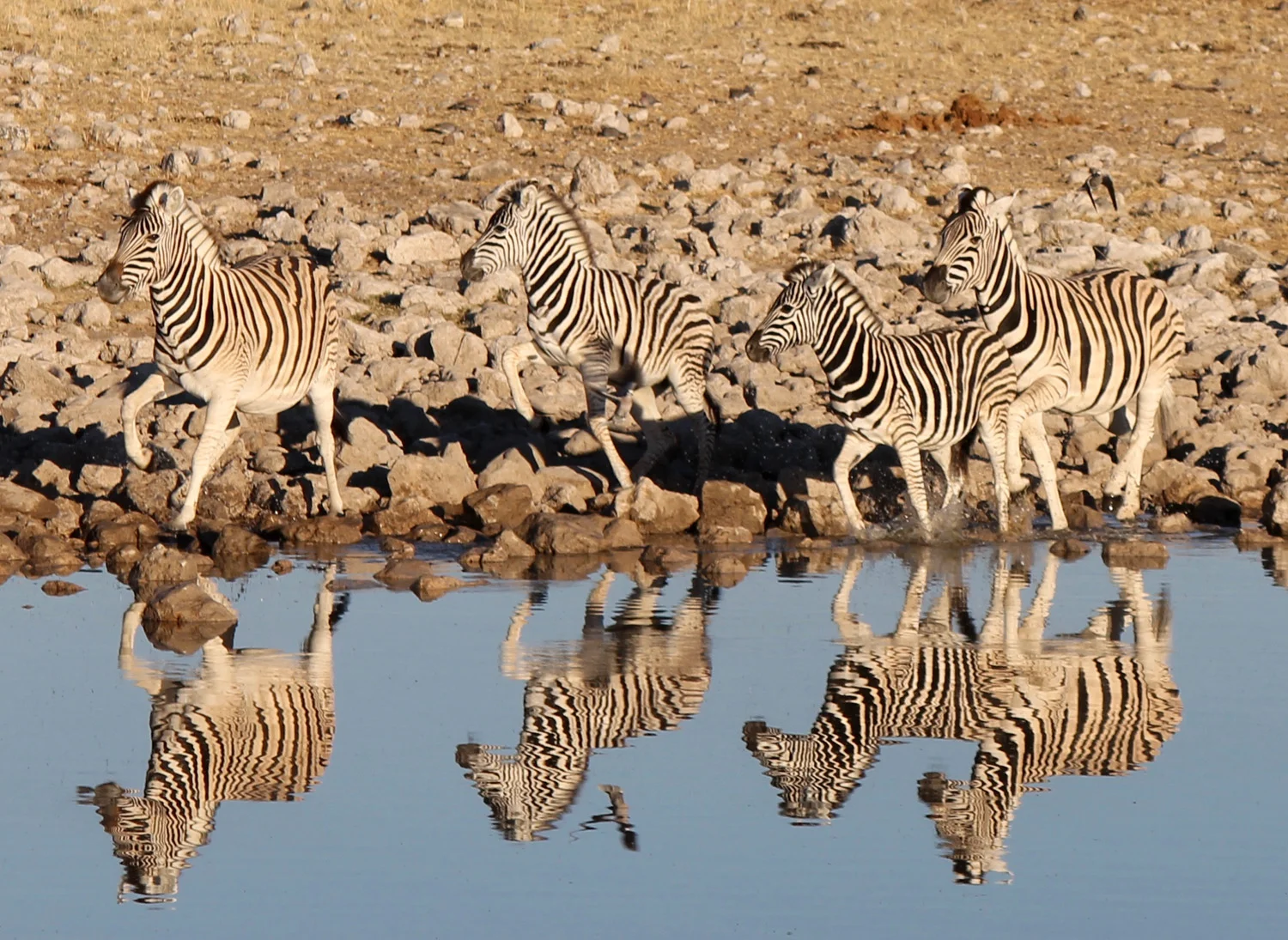 Zebras at a water hole in Etosha National Park.