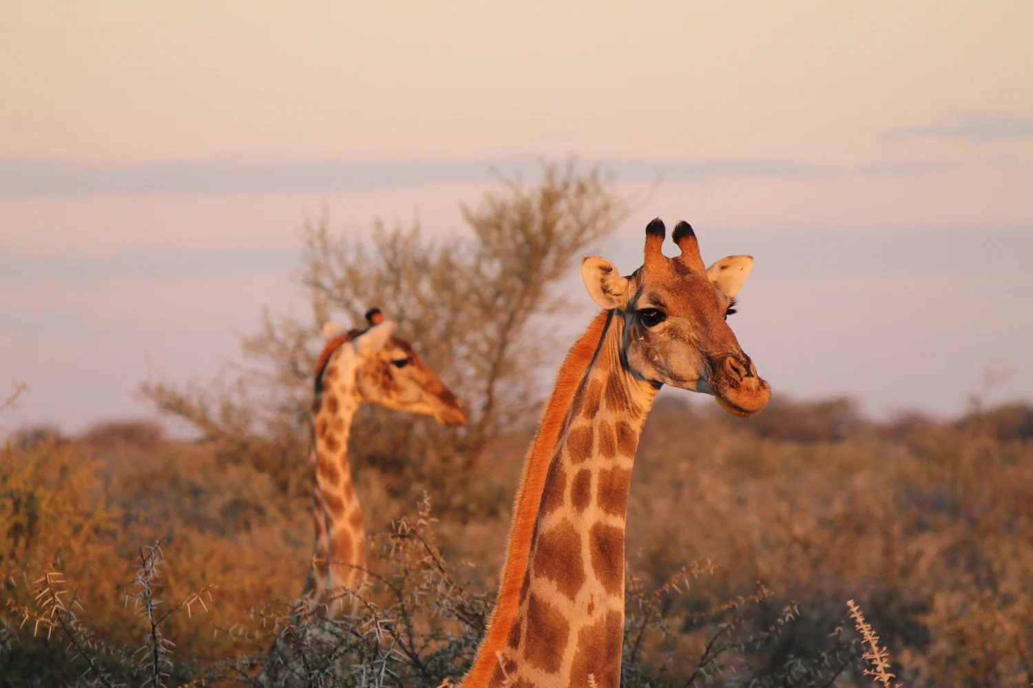 Giraffes in Etosha National Park.