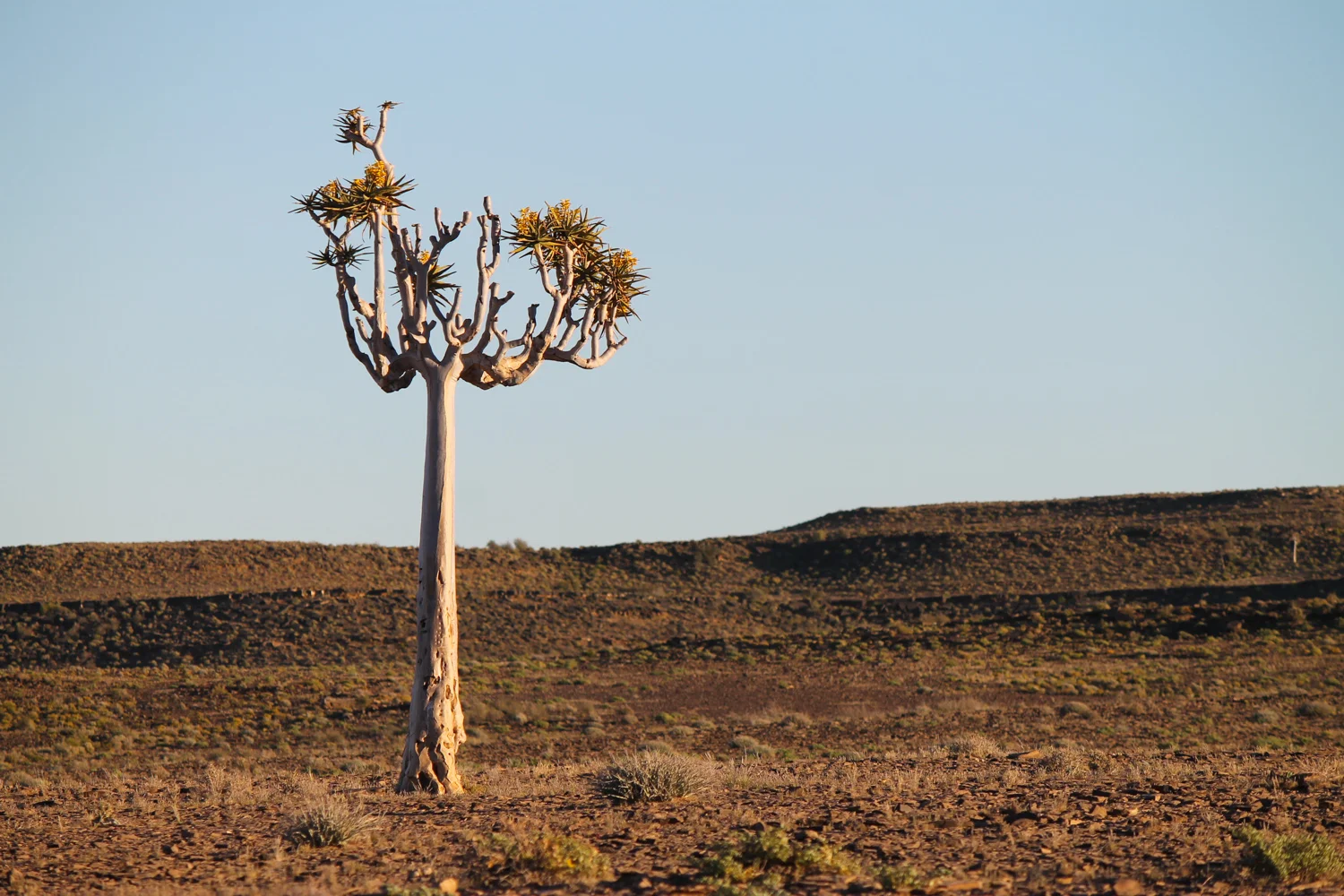 Quiver tree in southern Namibia.