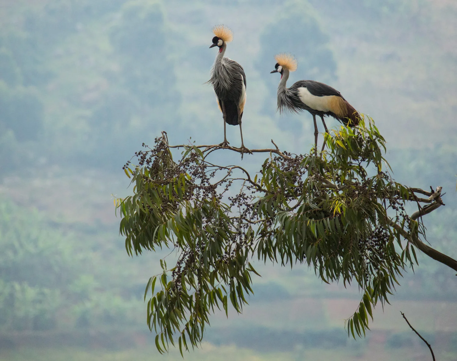 Grey crowned cranes over Lake Bunyonyi.