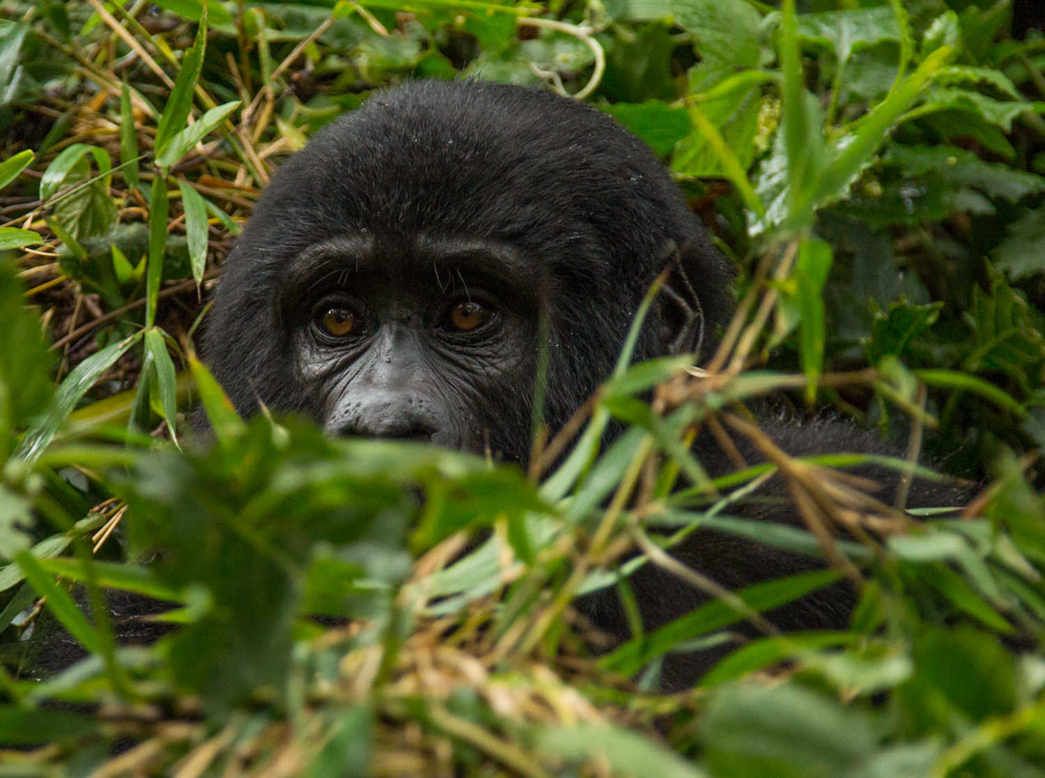 Mountain gorilla in Bwindi Impenetrable Forest.