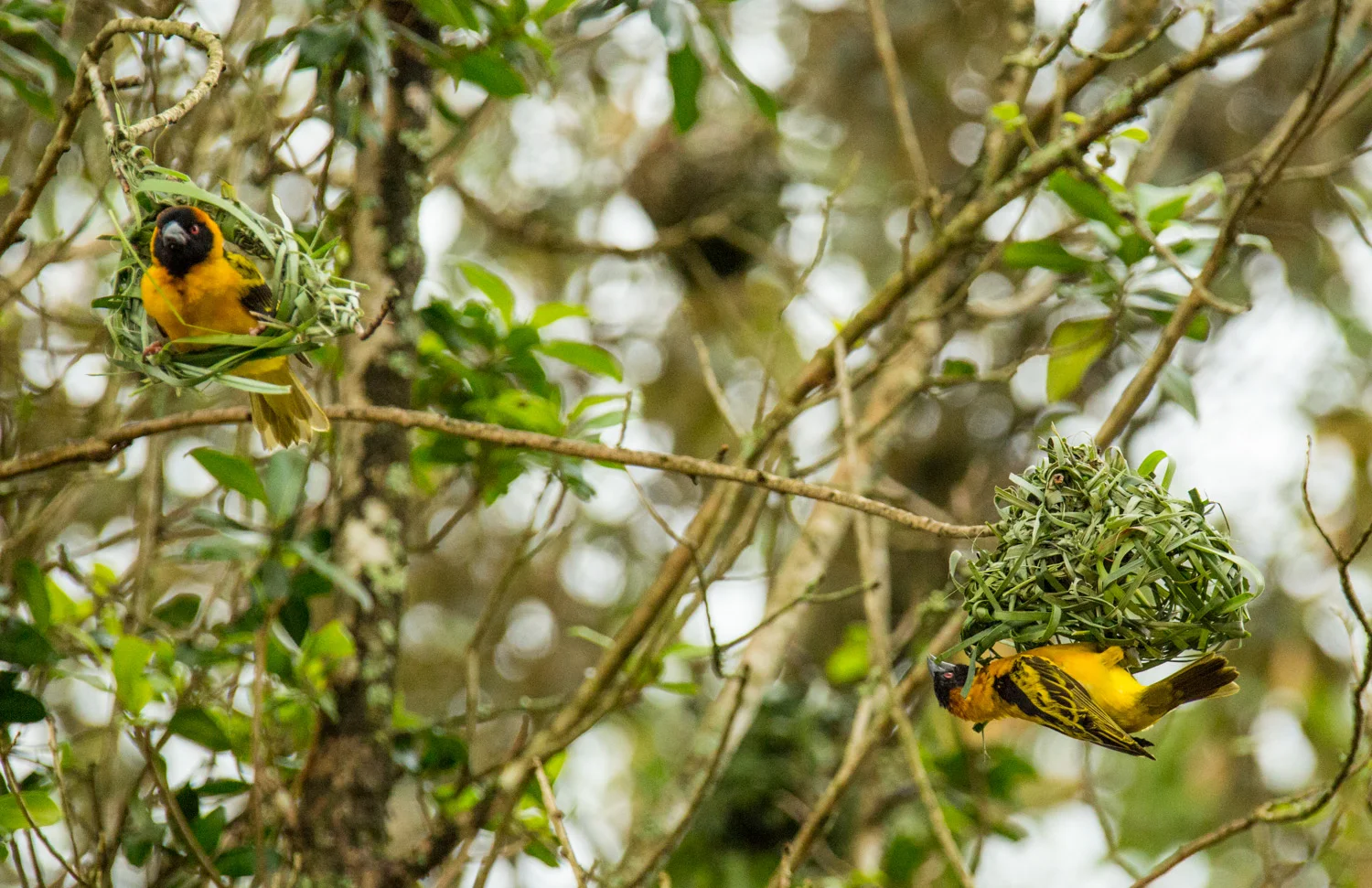 Golden weaver building a nest.