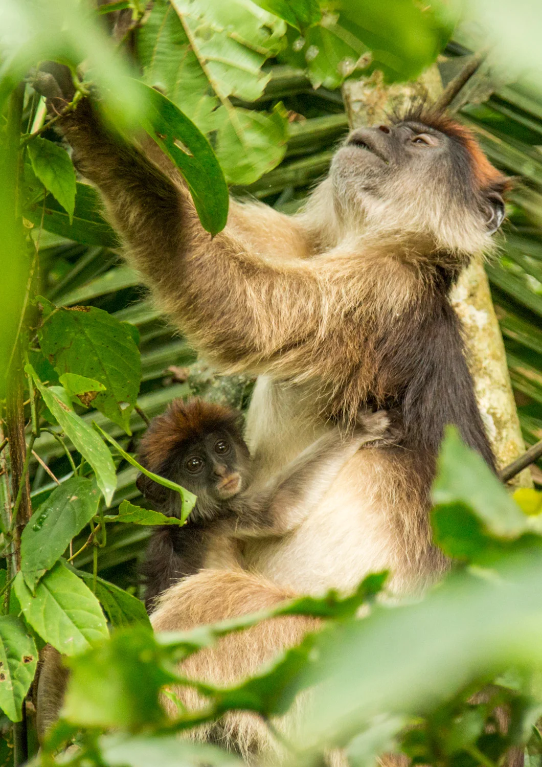 Red colobus baby in Bigodi Wildlife Sanctuary.