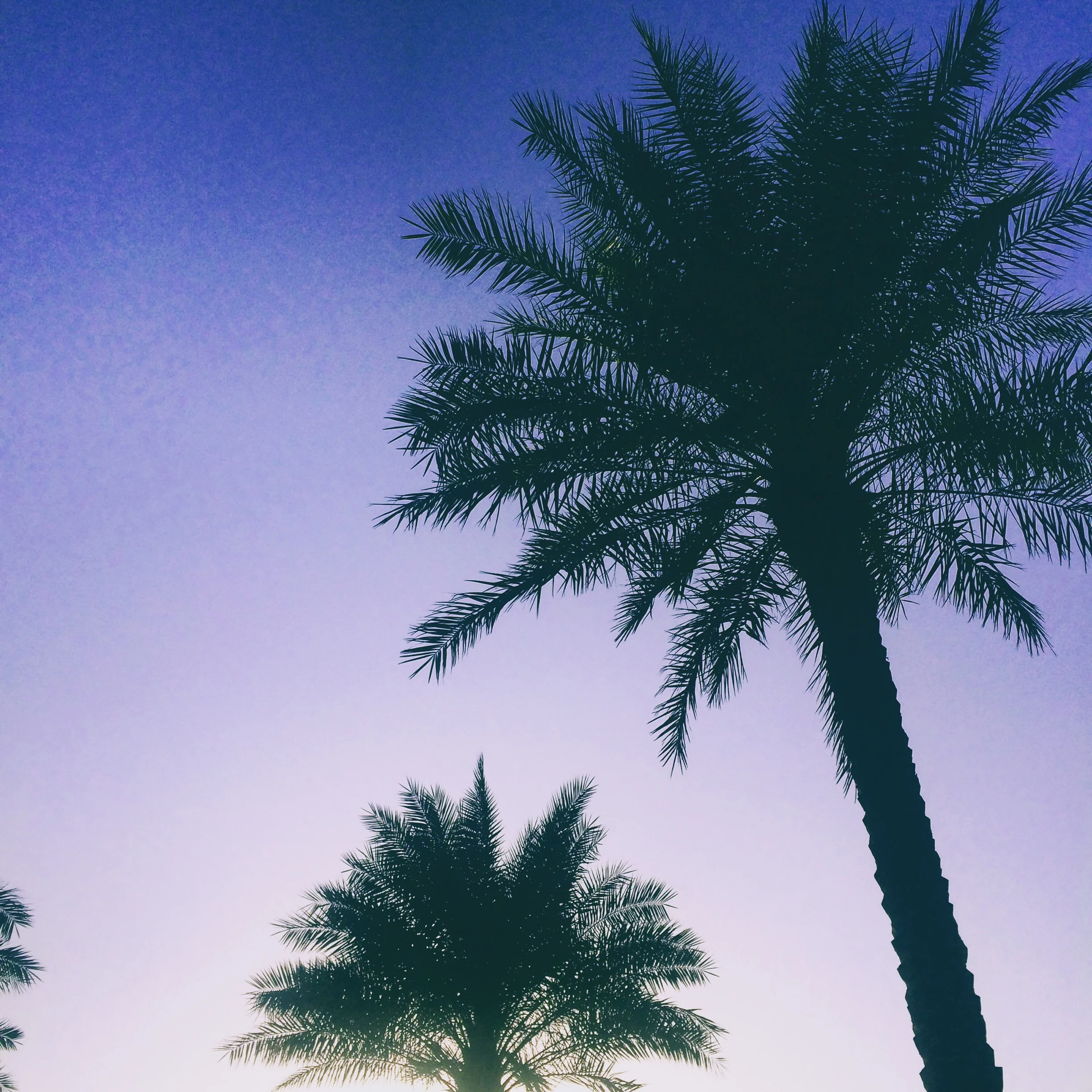 Palm Trees in Dubai