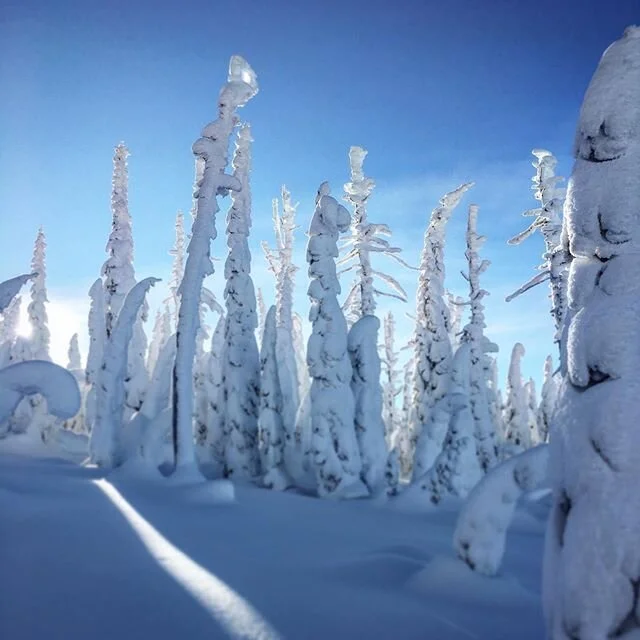 Heaven on earth! Scenes like this set my soul on fire, make my checks hurt from smiling and excite me for what&rsquo;s to come! 
#schweitzerlife #magical #heavenonearth #washyoucleanassnow