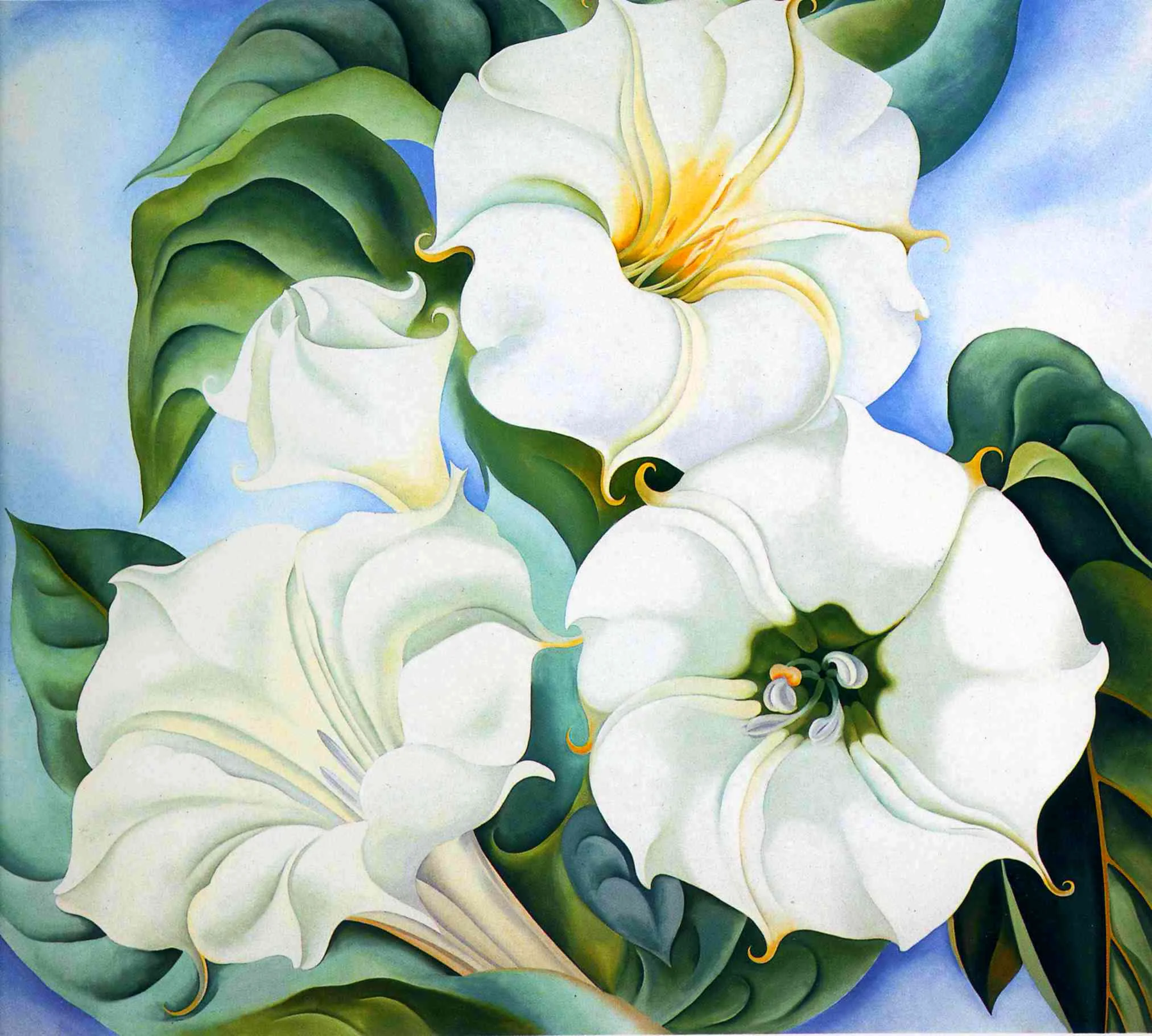 Jimson Weed