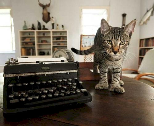 A polydactyl cat in Hemingway's Key West writer's studio