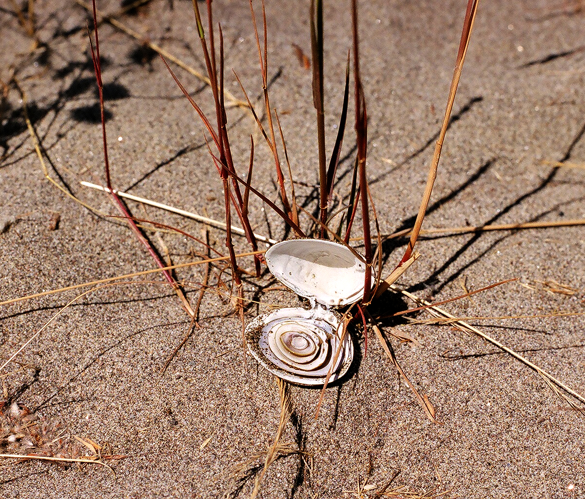 On the Willamette River Beaches