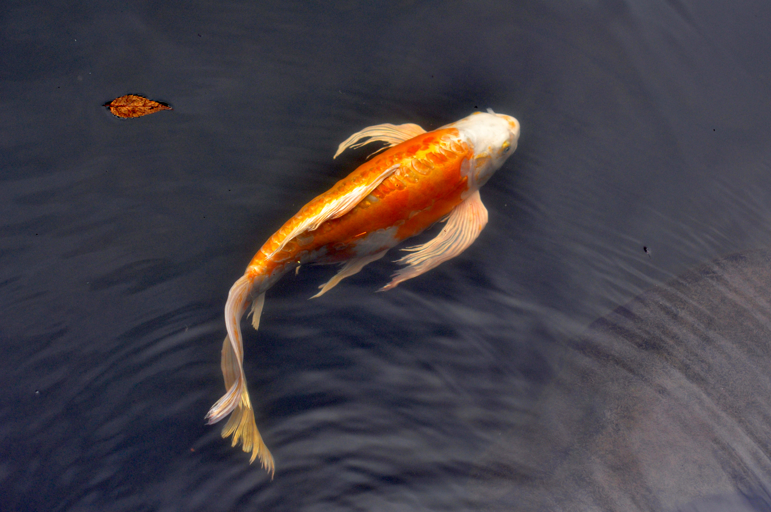 Princess of the Koi Fish.