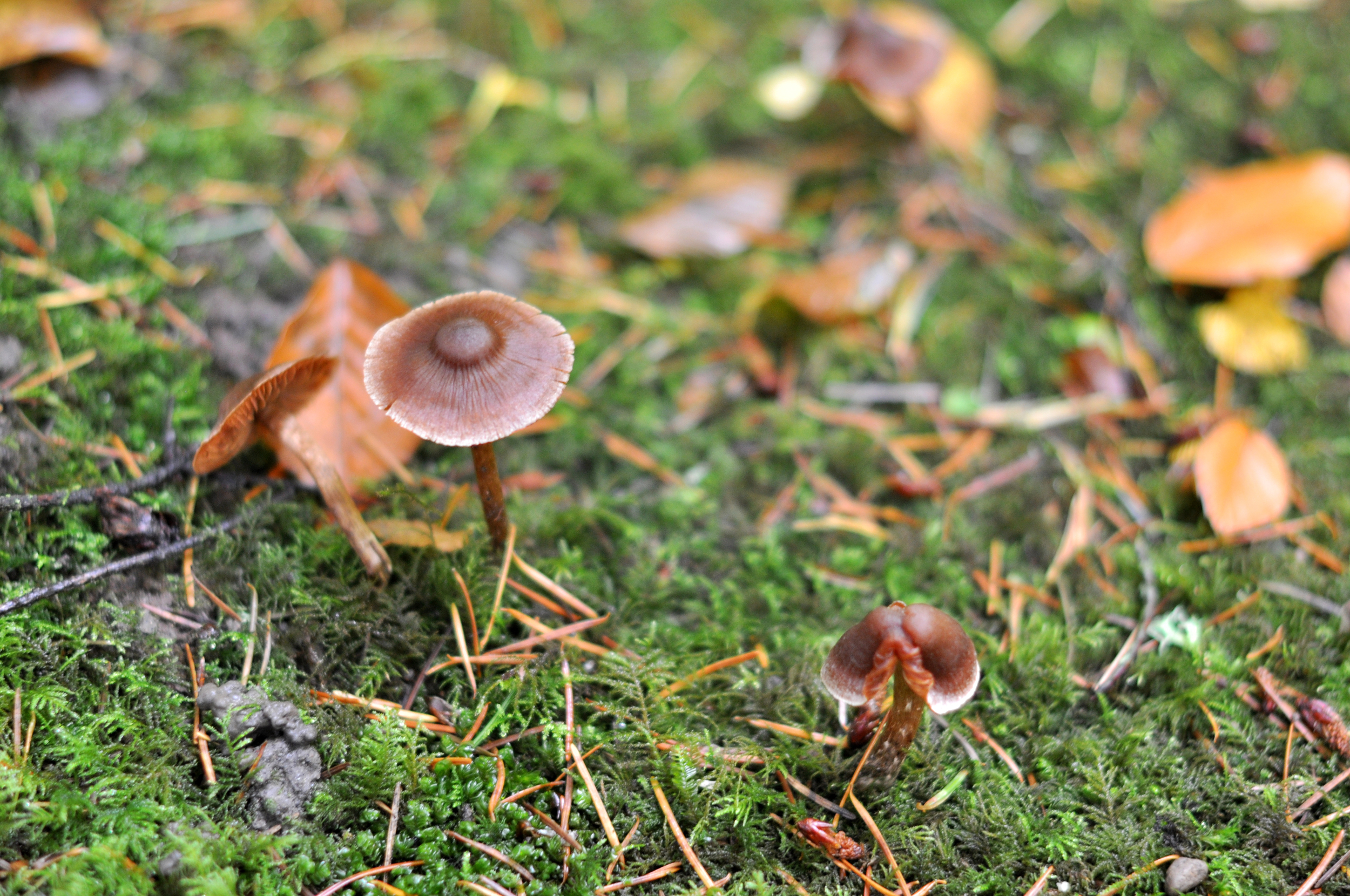 I call this one the nipple mushroom.