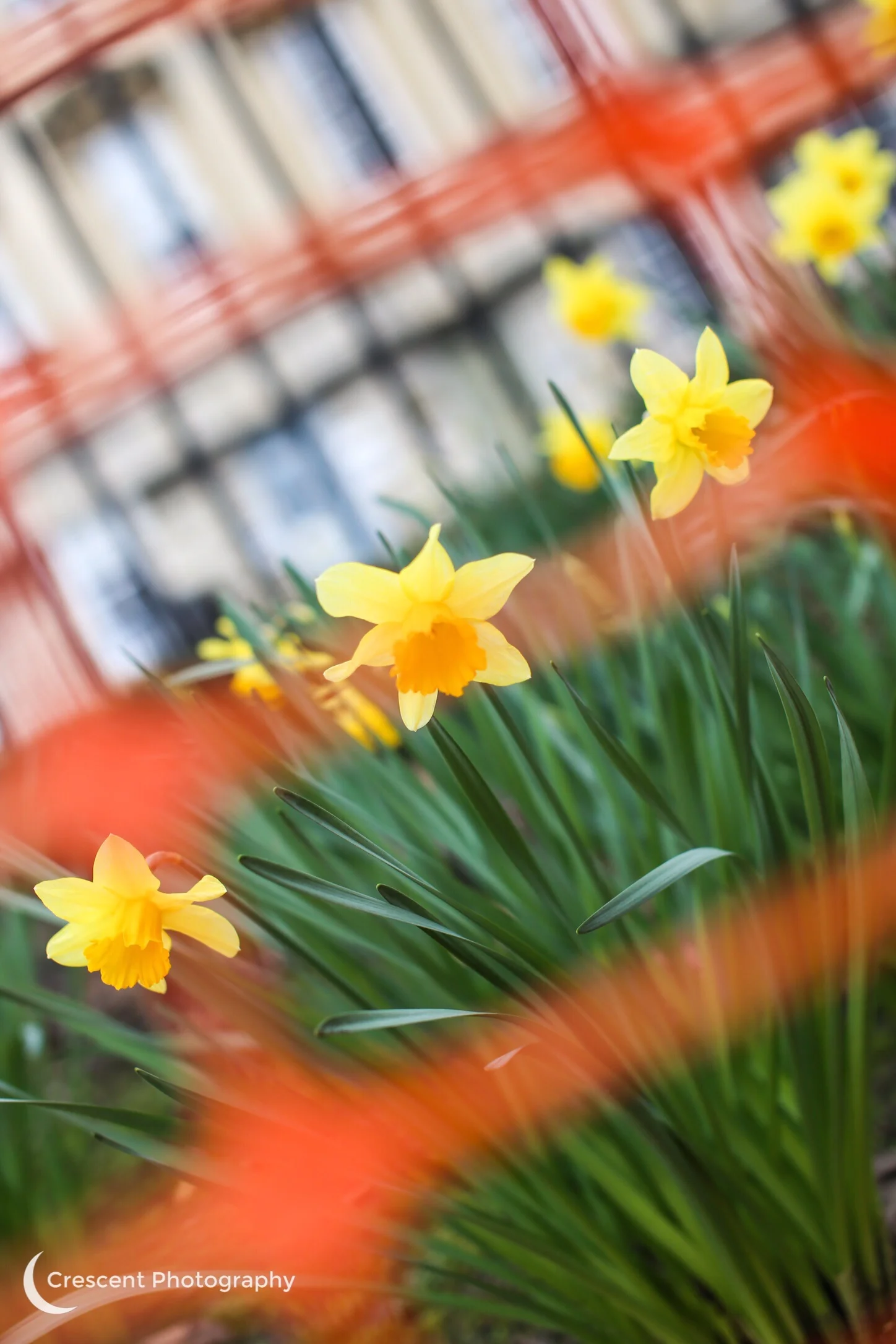 Daffodils in Queen Square shot through builders net