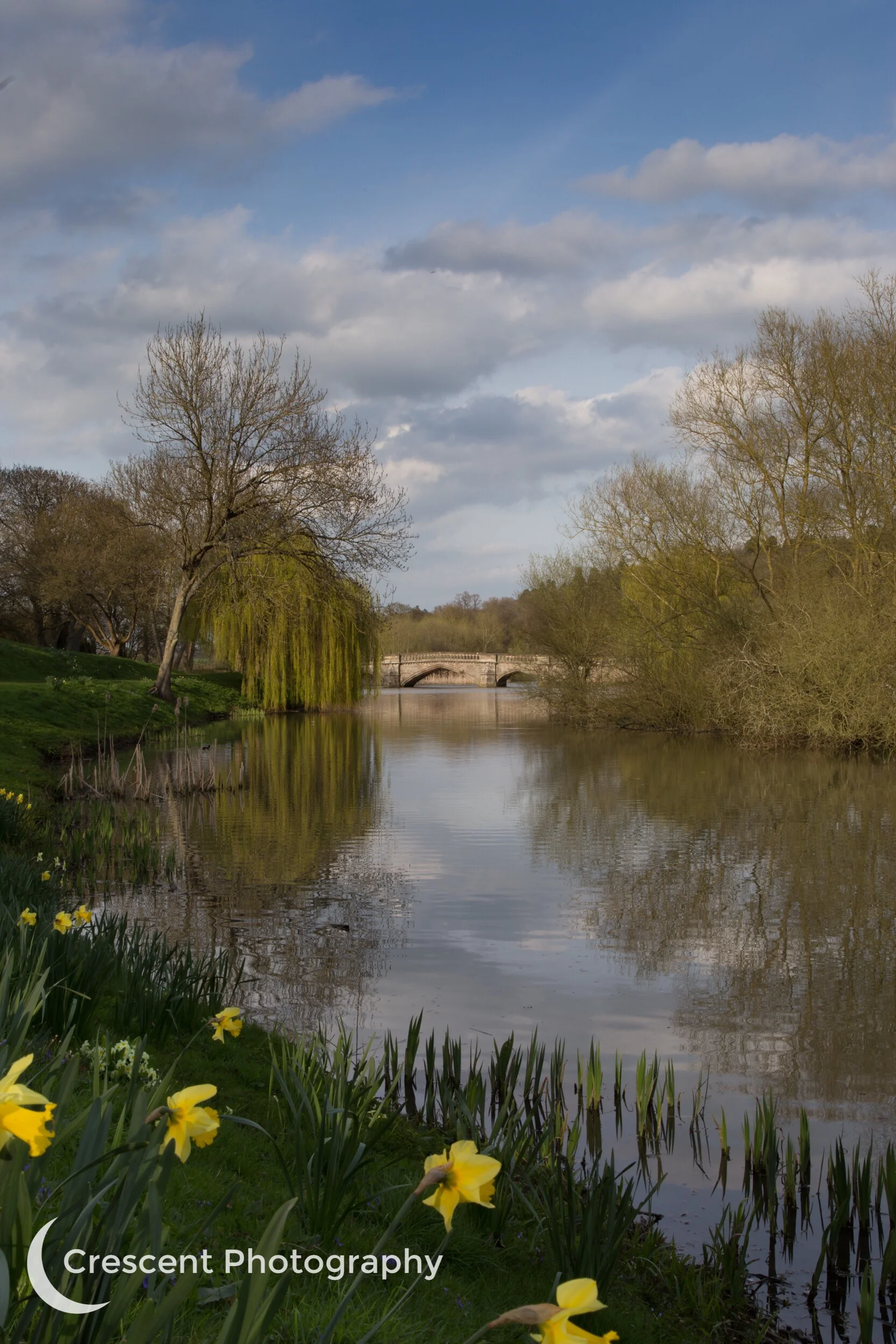 Bridge and daffodils