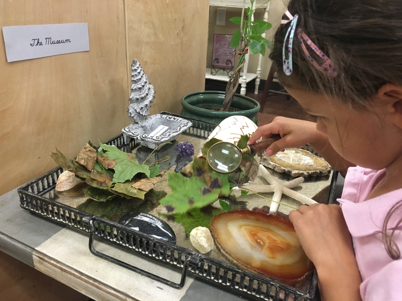 Studying leaves from Illinois, analyzing the change of season. 
