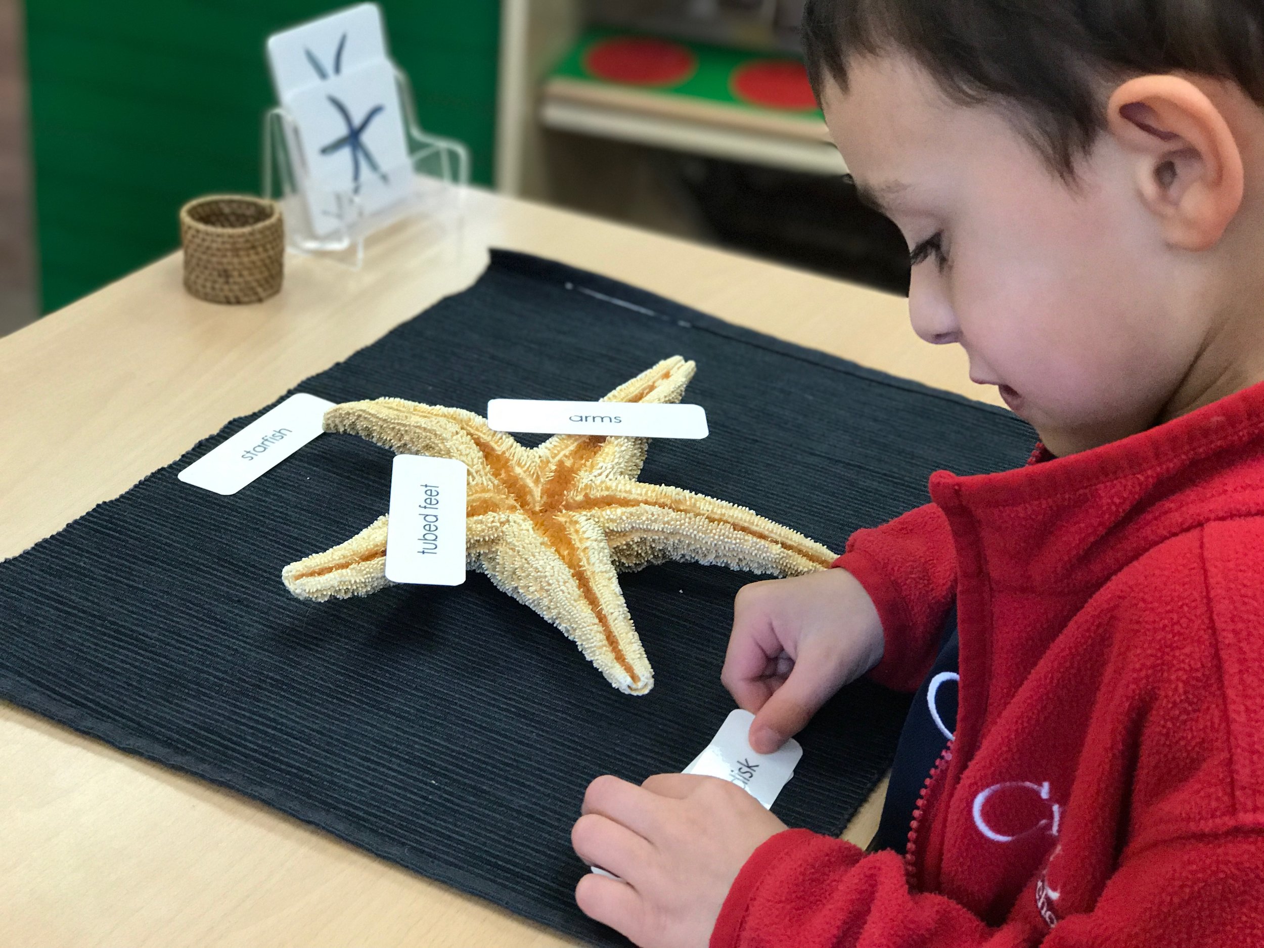 Parts of the Starfish