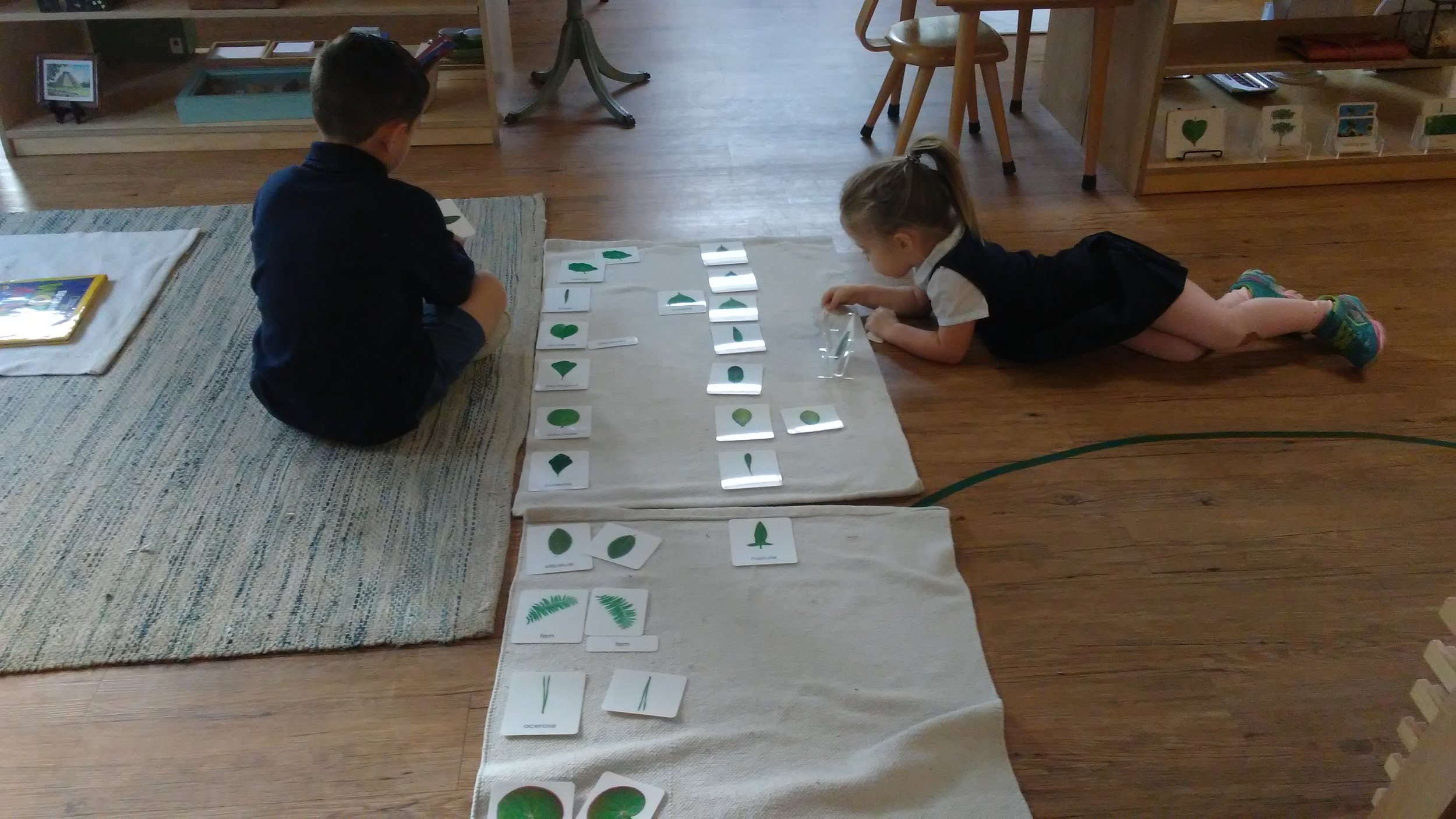 Botany 3 Part Cards