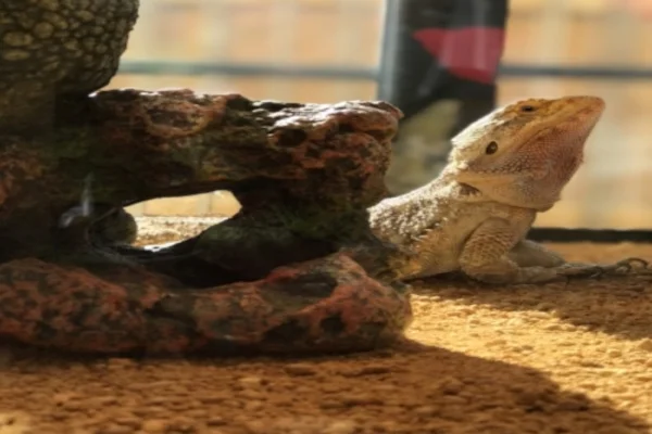 Little Foot