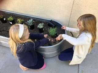 Identifying Plants