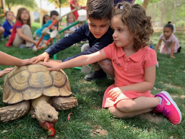 Tortoise