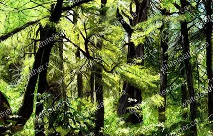 West Coast Forest