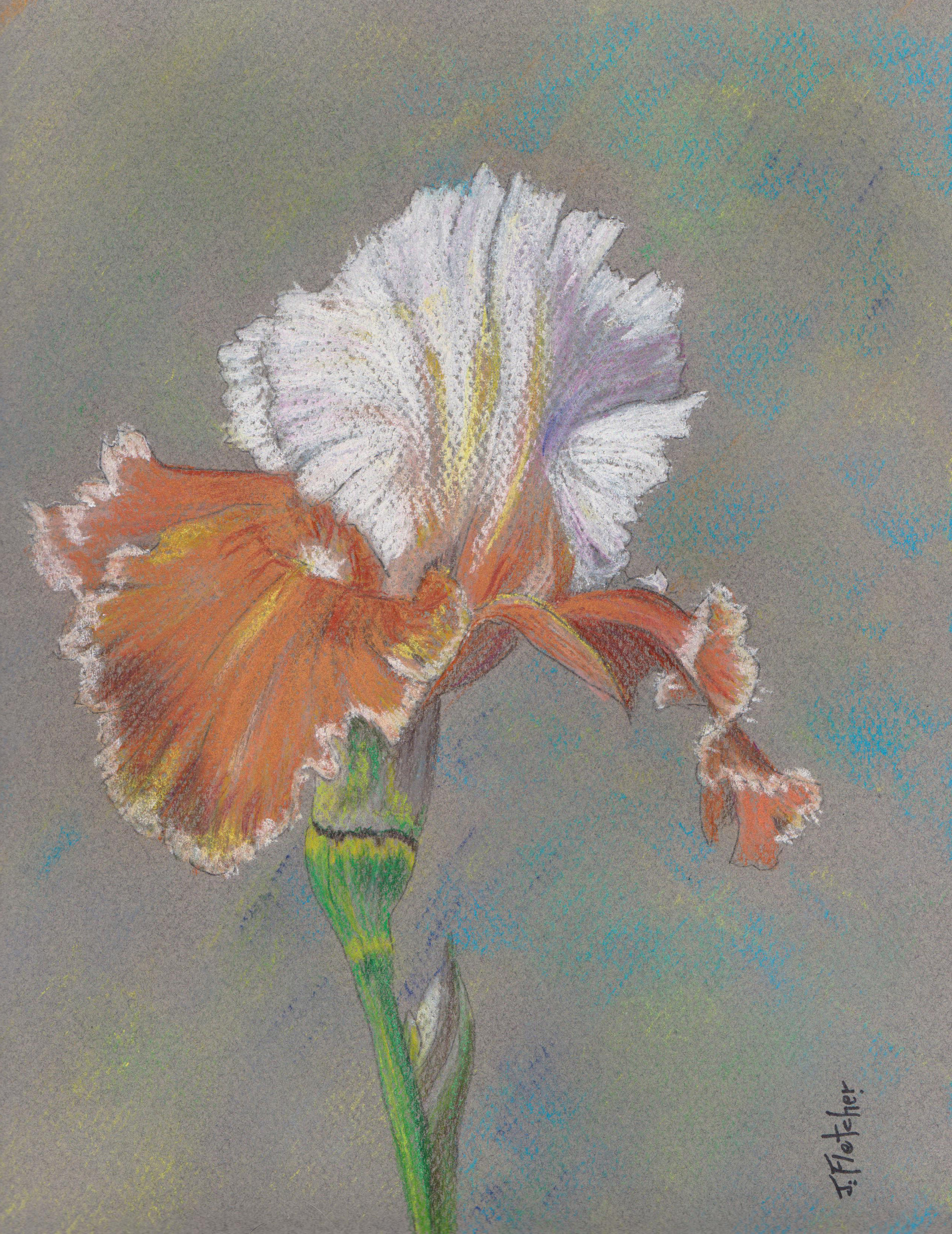 Iris