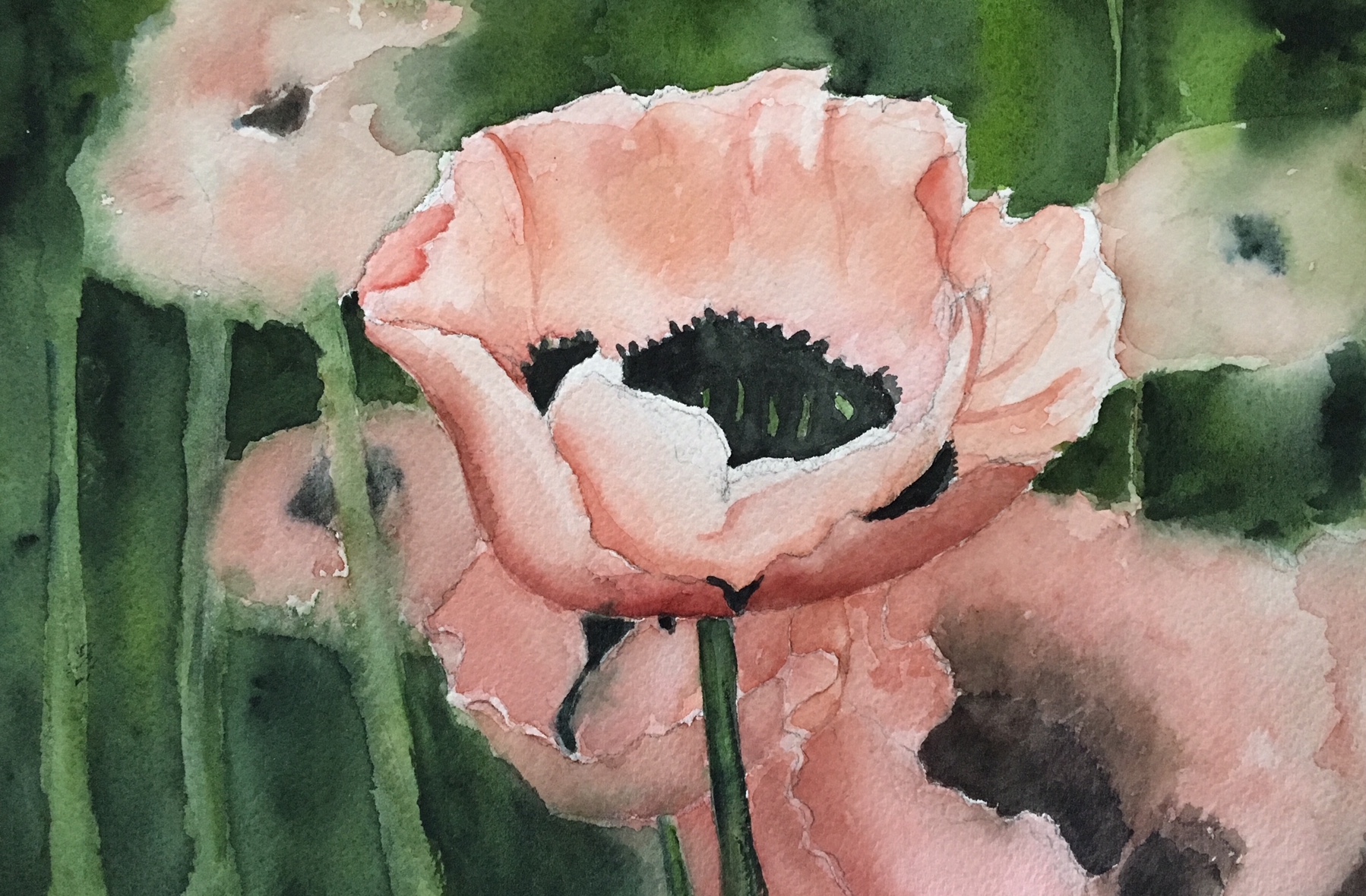 Oriental Poppy