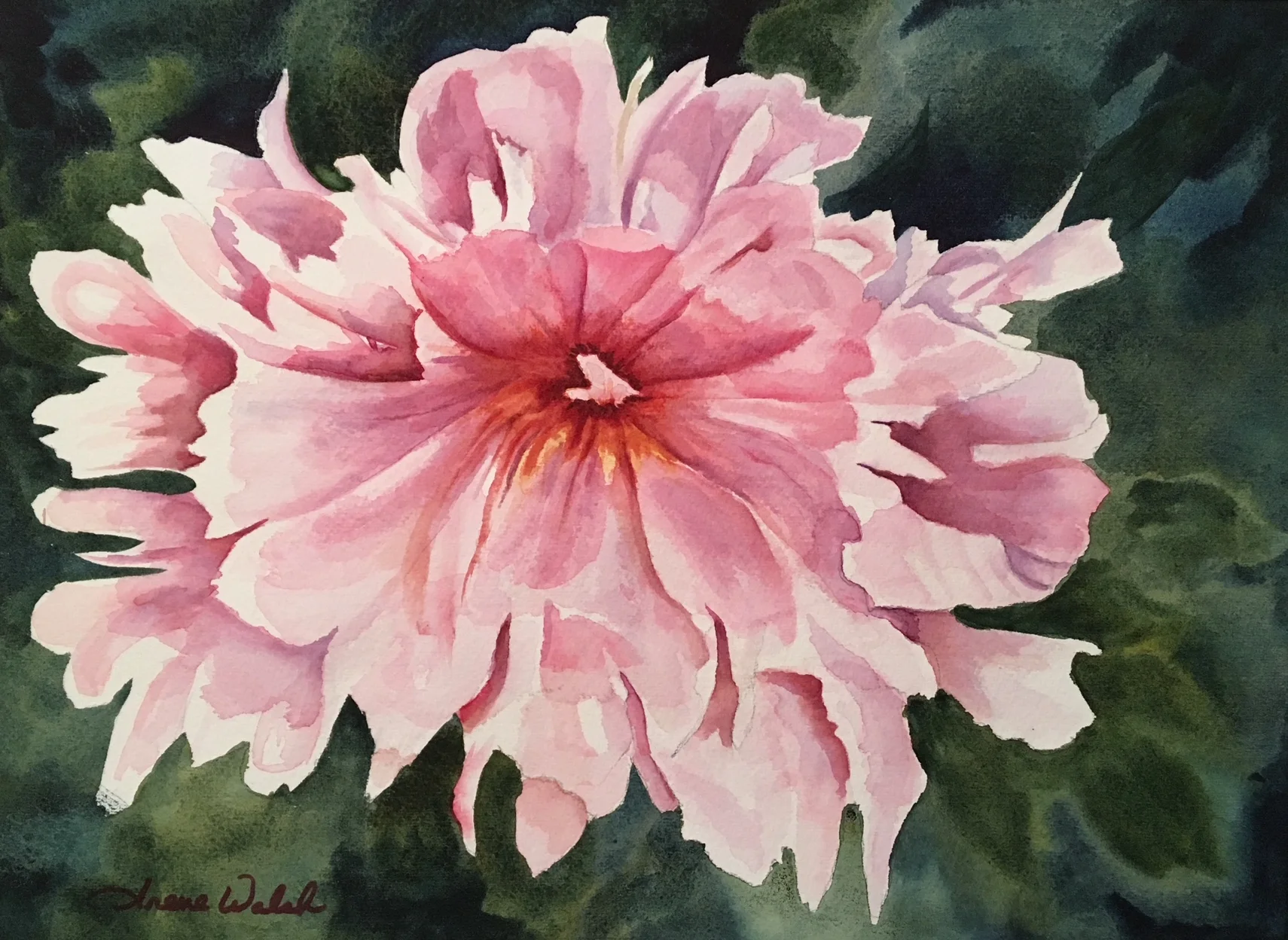Fairy's Petticoat