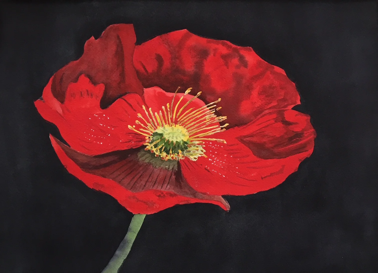 English Poppy