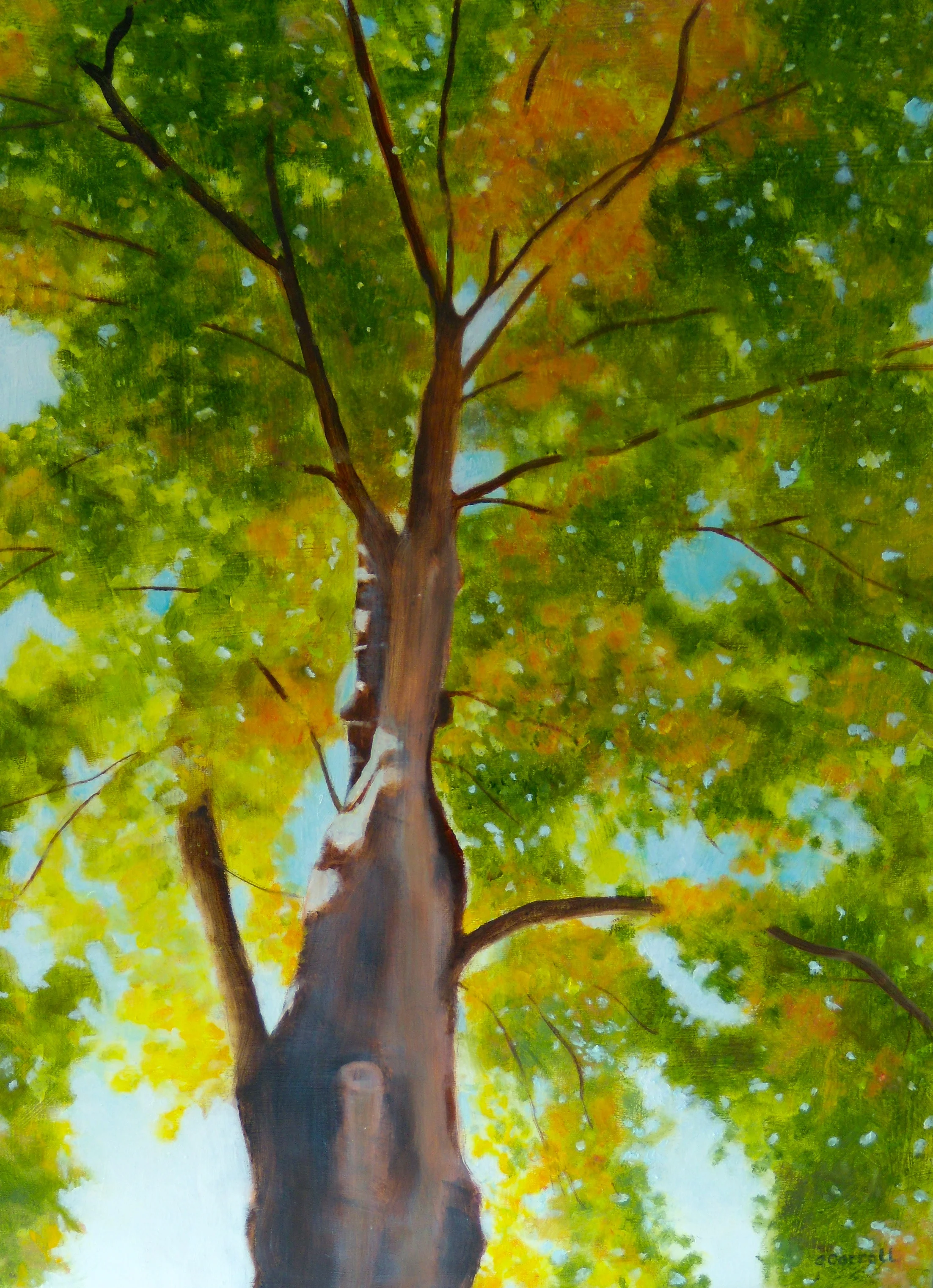 Up through the Leaves