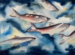 HEADING HOME - CHINOOK 