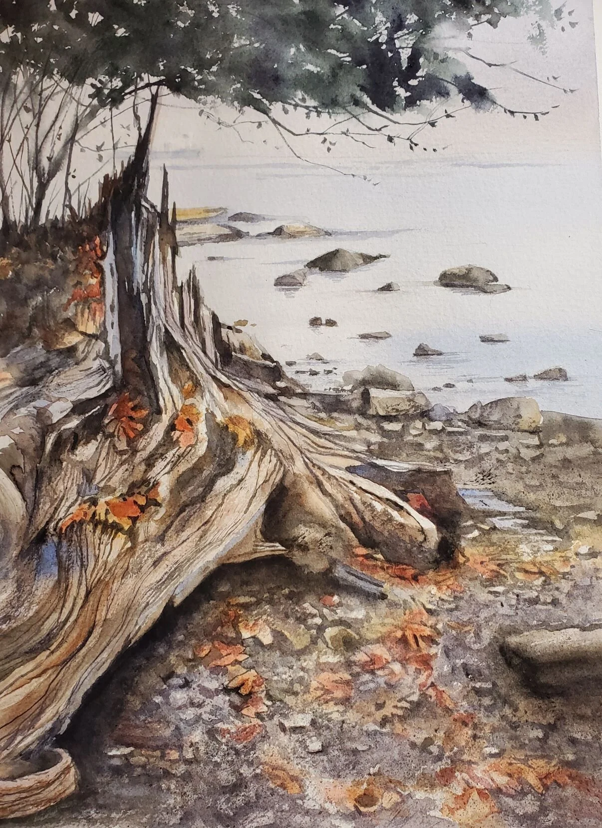 Old Tree Stump  - West Point Grey