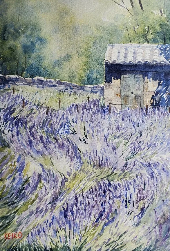 Lavender Field 