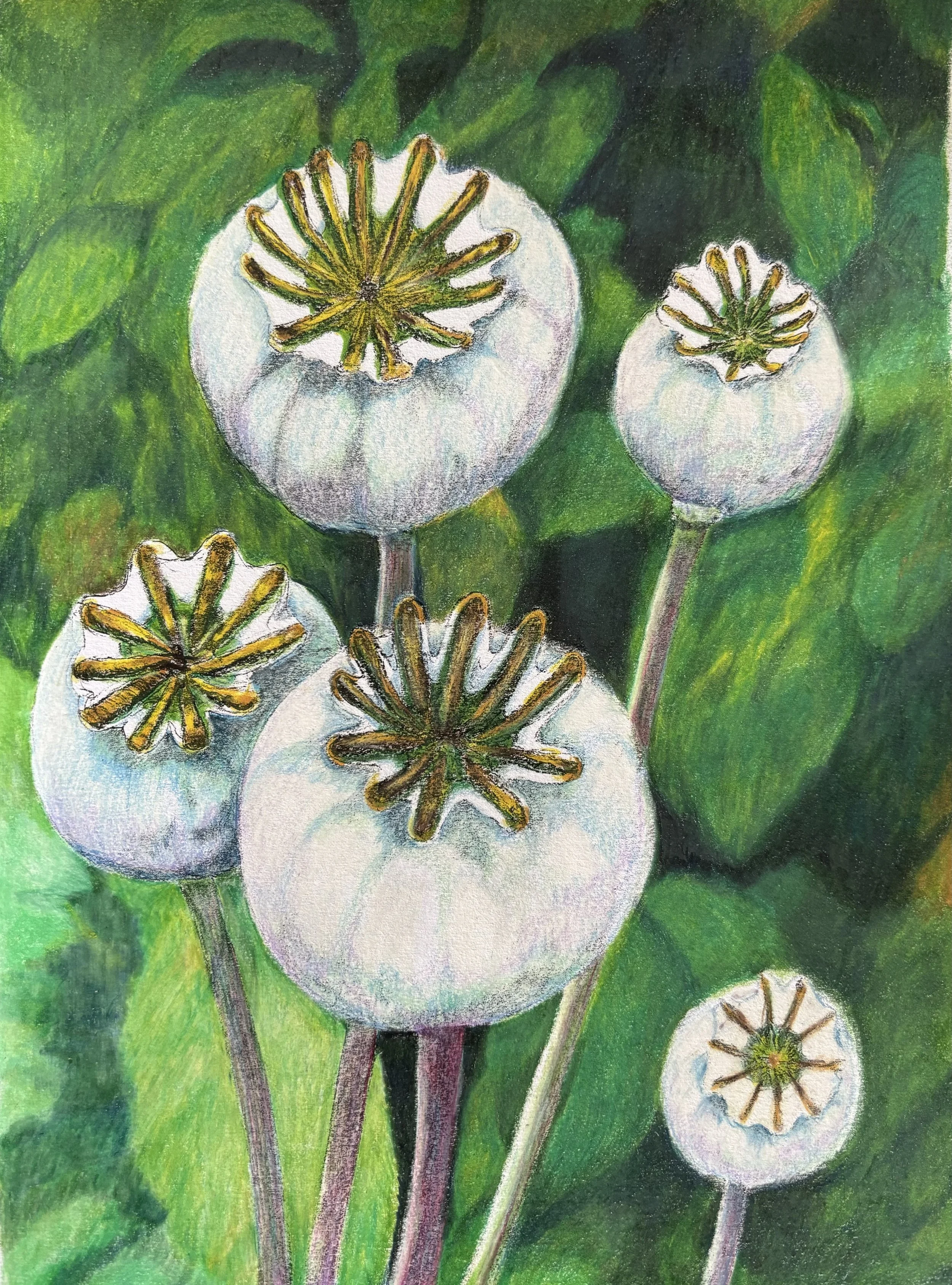 Reach for the Sky  Coloured Pencil, Graphite (Unframed), 8 x 10 inches