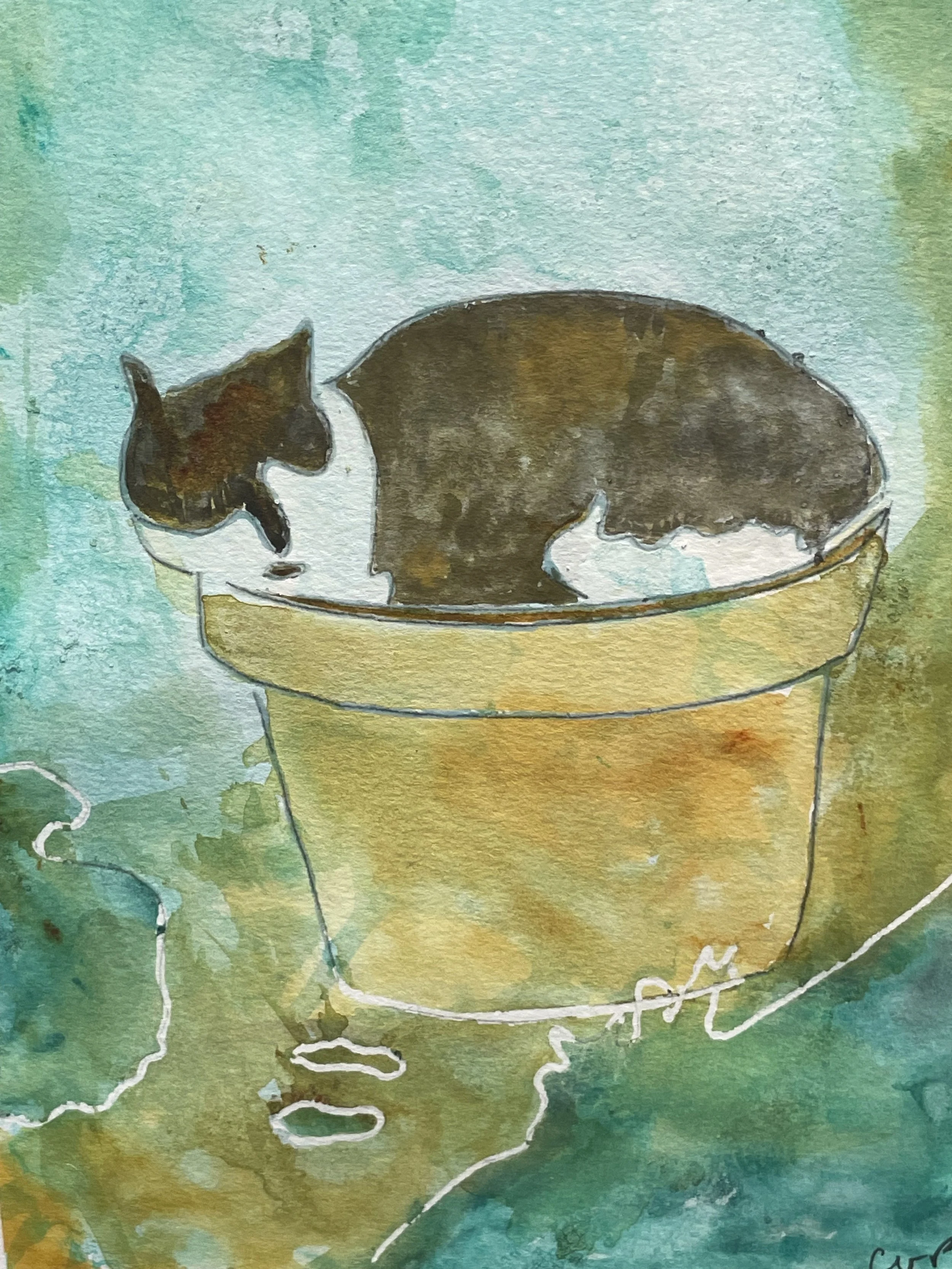 The Funny Cat in my Backyard