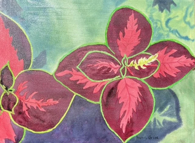 Coleus Showoff