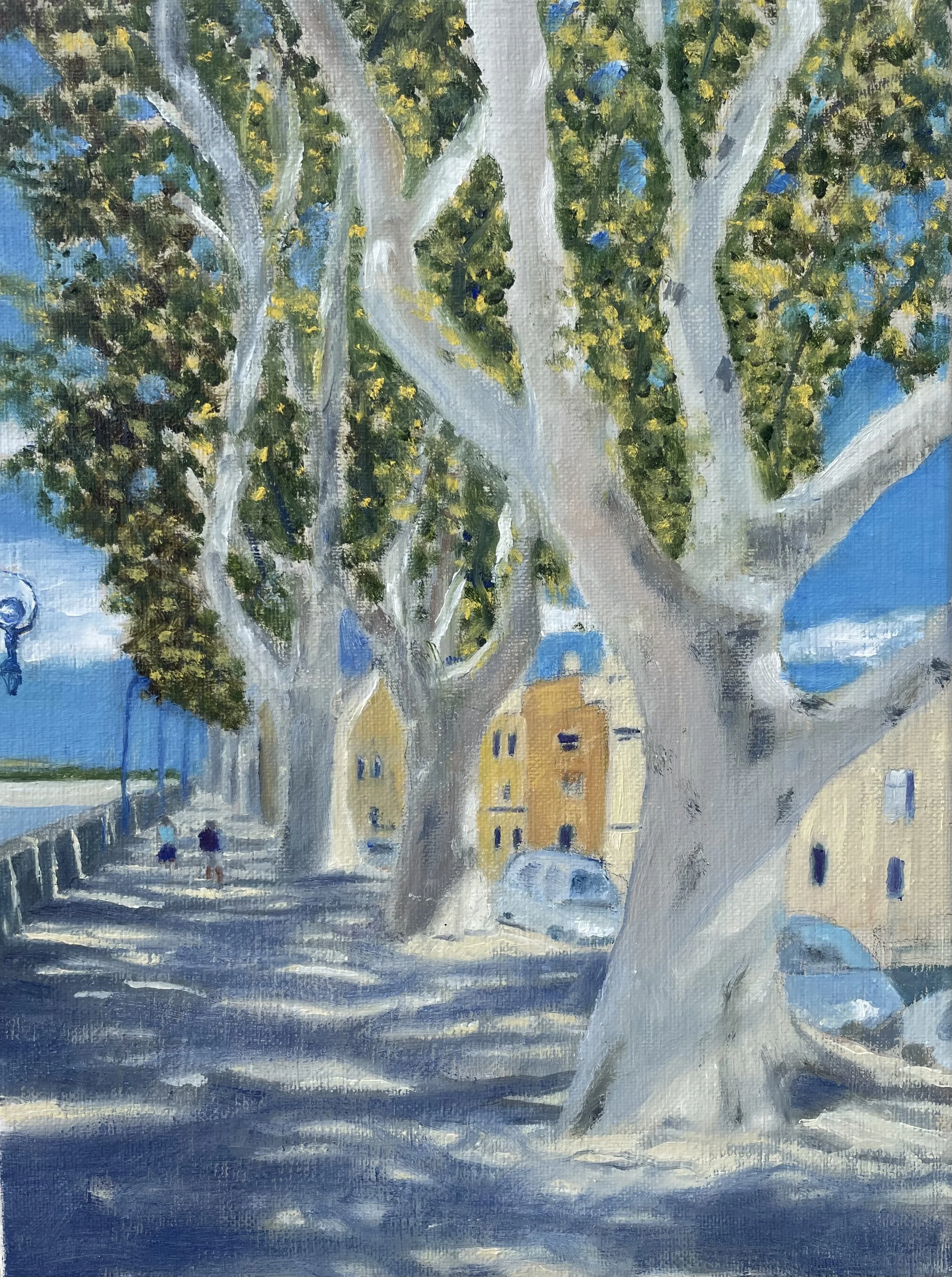 Arles Plane Trees