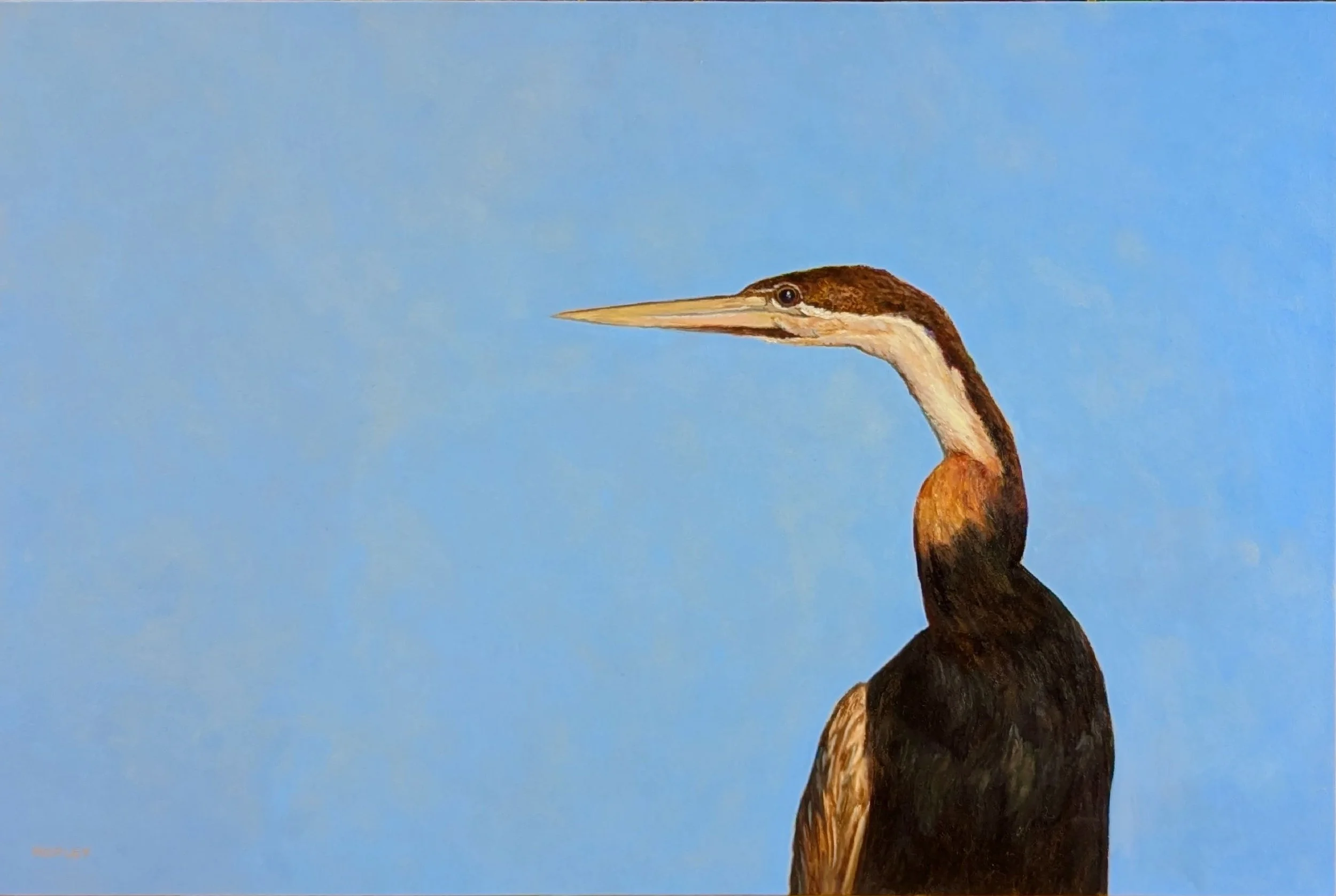 "African Darter"