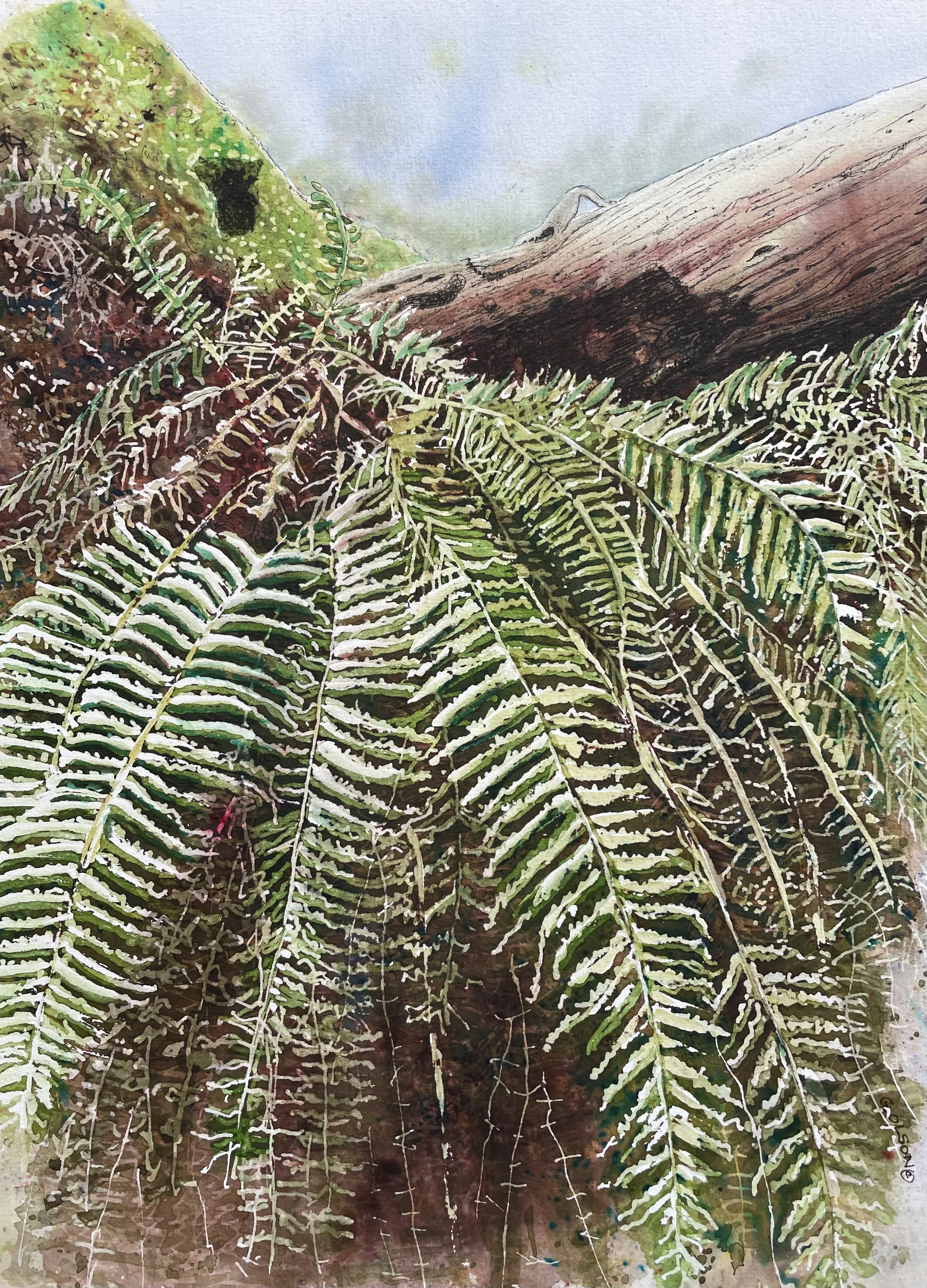 Flourishing Ferns