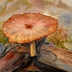  Mushroom in the Pink