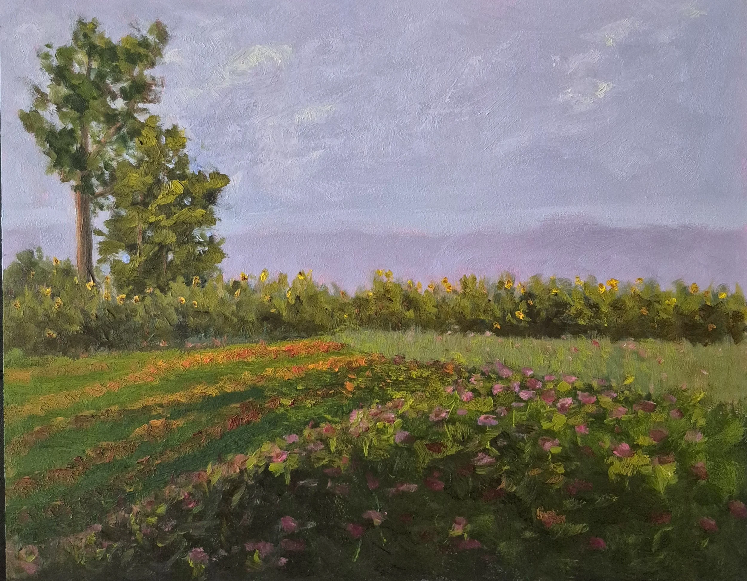 Sunflower Fields Forever